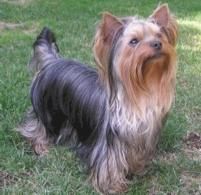 YORKSHIRE  TERRIER  STANDAR    390