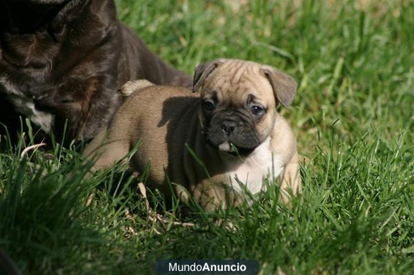 BULLDOG FRANCESES CACHORROS CON 2 MESES PRECIOSA CAMADA