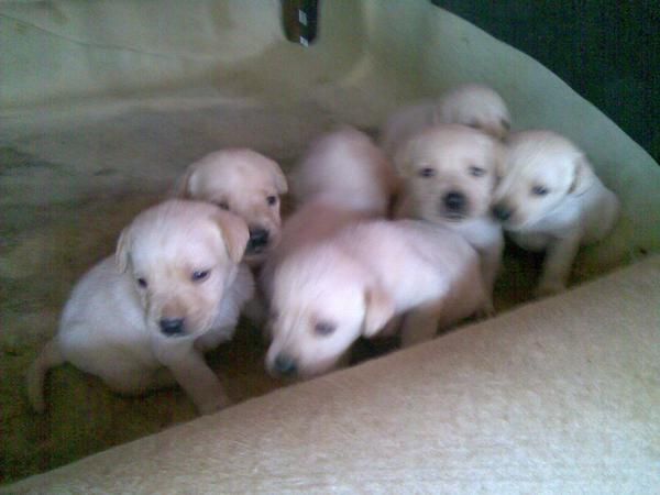 cachorros de labrador dorado exelente pedigree