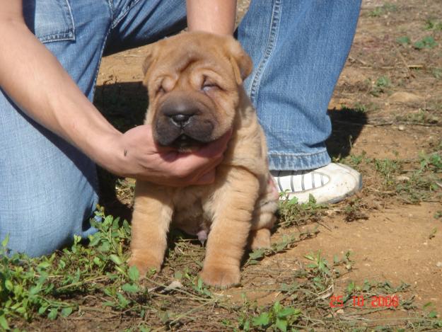 Cachorros de Shar pei