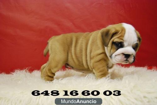 Disponibles cachorros de Bulldog ingles de exposicion, hijos de campeones