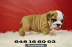 Disponibles cachorros de Bulldog ingles de exposicion, hijos de campeones - mejor precio | unprecio.es