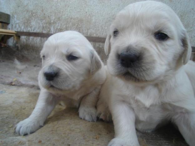 Golden Retriever Excelente Camada Pedigree Campeones