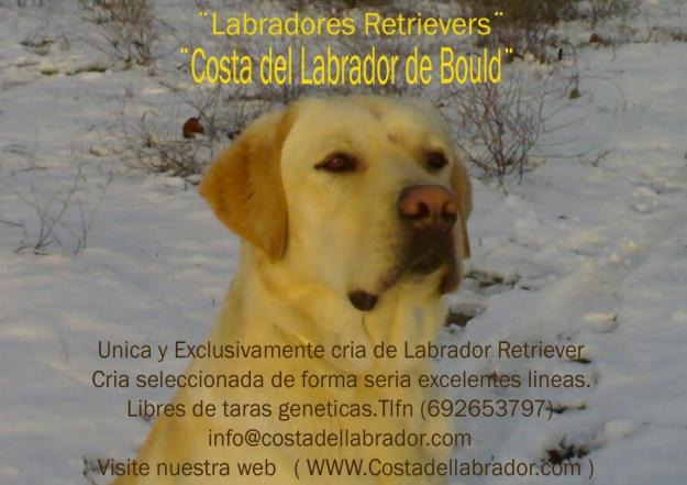 Labradores Retriever www.costadellabrador.com