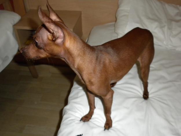 Ofrezco mini pinscher para monta en valencia