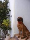 Preciosos cachorros de Rhodesian Ridgeback (pedigree) - mejor precio | unprecio.es