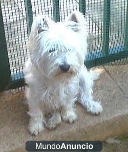 VENDO PERRITA WESTY DE 2 AñOS MUY CARIñO Raza West Highland White Terrier Edad 2 años Género Hembra westy de 2 años cari