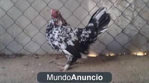 vendo pollos y un gallo americanos de buena sangre