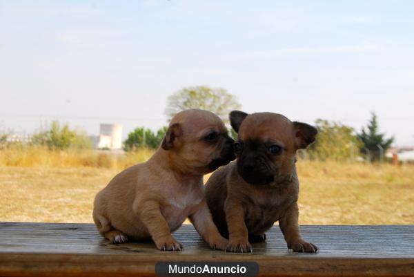 Chihuahua toy, excelente calidad¡¡