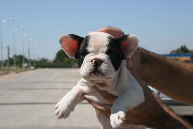 Camadita de bulldog francés de gran calidad