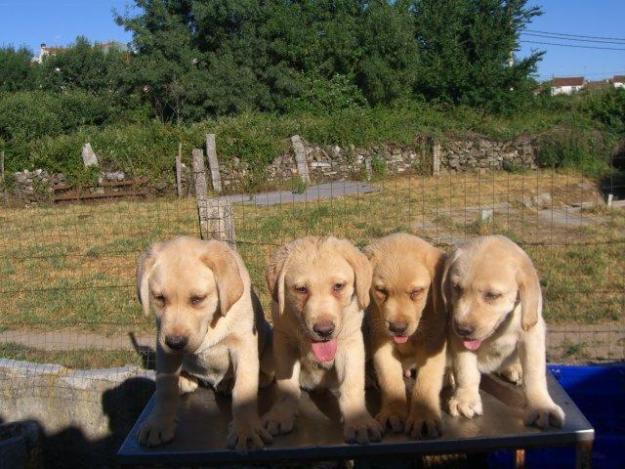 CACHORROS JACK RUSSELL Y LABRADORES DE GRAN CALIDAD 400 EUROS