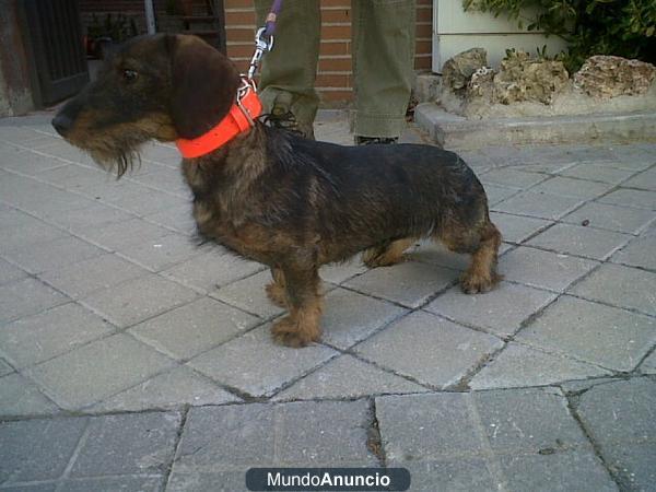 Cachorros Teckel Standar Pelo Duro Afijo Del Valle Del Guadalquivir