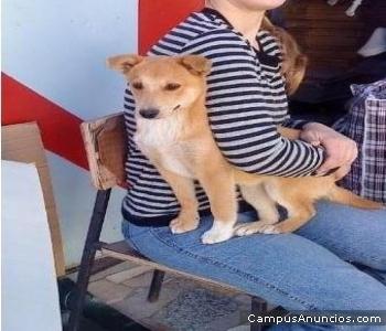 dana,cachorrita en perrera la van a matar,adopcion urgente