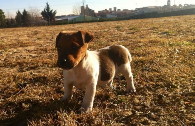 Perritos de Jack russell, excelente calidad, pata corta