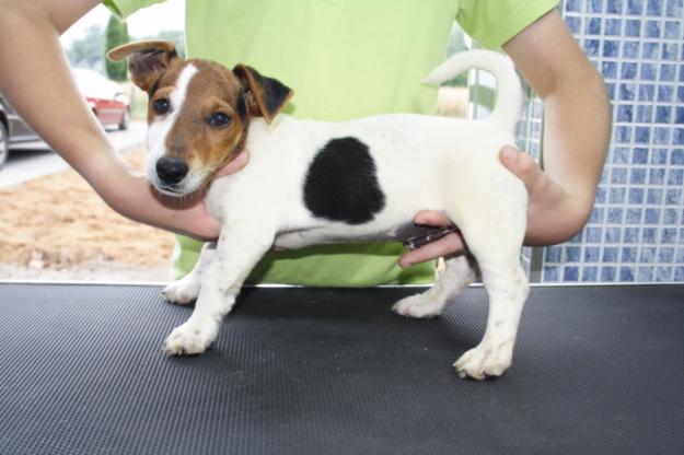 Precioso cachorro de Jack Russell