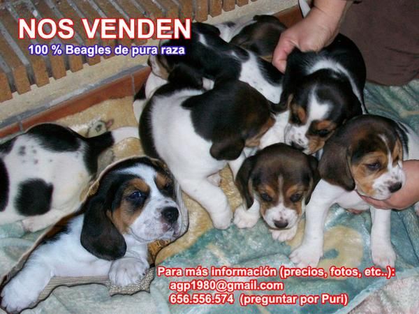 Se vende camada de Beagles