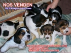 Se vende camada de Beagles - mejor precio | unprecio.es