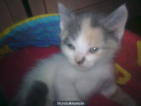 se venden crias de padre maine coon