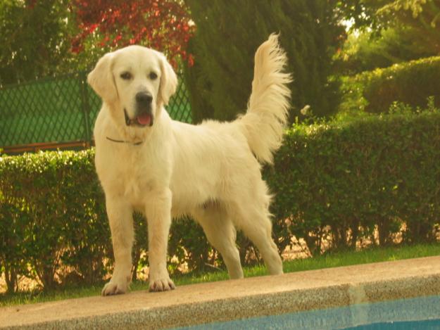 Magnífico golden retriever para cruzar sin compromisos