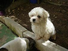 bichon maltes espectaculares cachorros