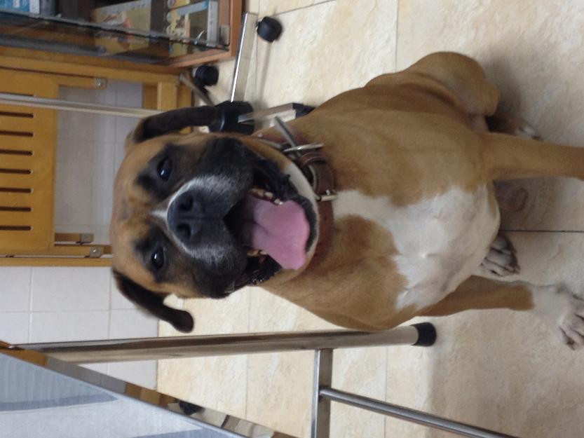 boxer busca hembra