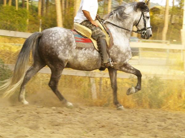 CABALLOS PRE TORDO 5 AÑOS A MUY BUEN PRECIO