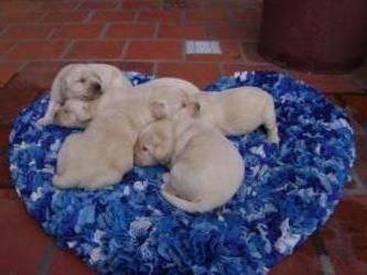 Cachorritos de labrador documentacion en mano y garantias