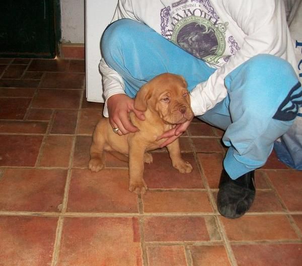 Cachorros de dogo de burdeos