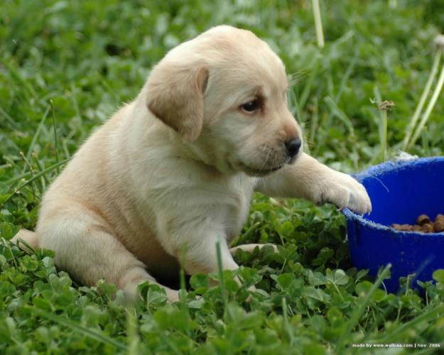 Cachorros Labrador