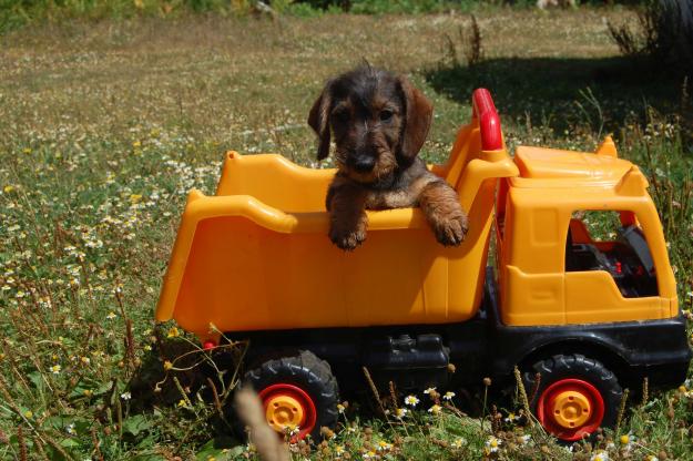 cachorros Teckel con Pedigree