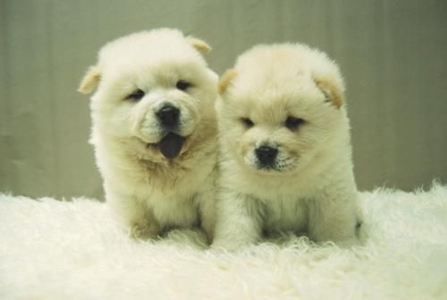 Chow Chow - Bellos Cachorros ( Blancos ) Disponibles