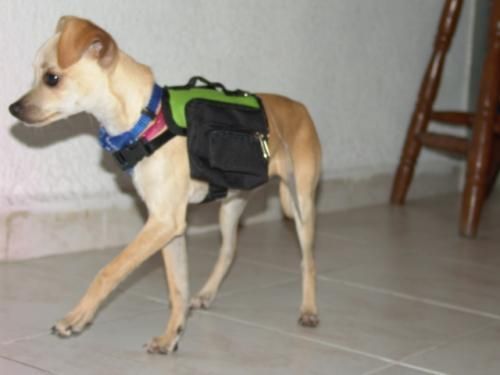 Mini Mochilas para perro