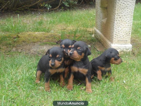 mini pincher enanos cachorritos