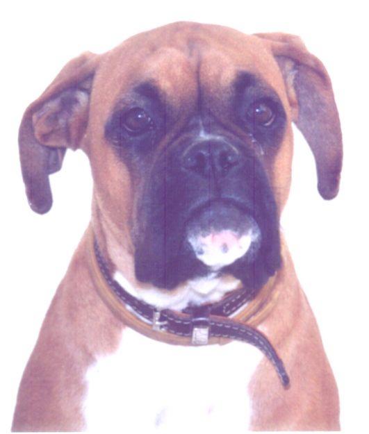 PERDIDO BOXER HEMBRA COLOR CANELA EN VILLARROBLEDO