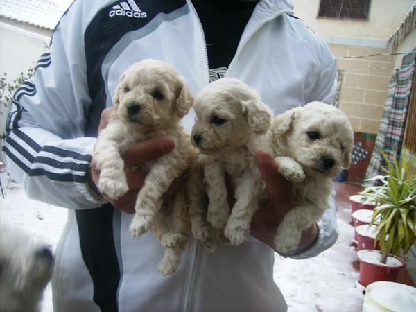 Precioso Cachorro de Caniche Toy