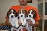 Preciosos beagle con pedigree, nacidos en Madrid.