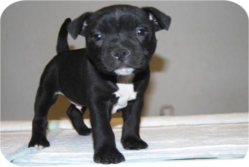 stafforshire bull terrier, alta calidad, negro y blanco dos machos disponibles