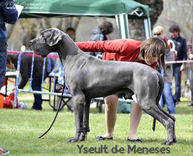 Dogo Alemán;  Ysseult de Meneses * Medulla Von Hause Wagner ,