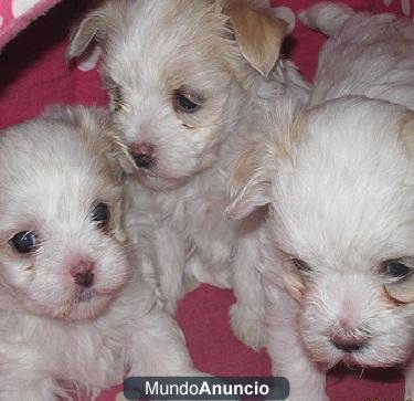 cachorros maltés para la venta .