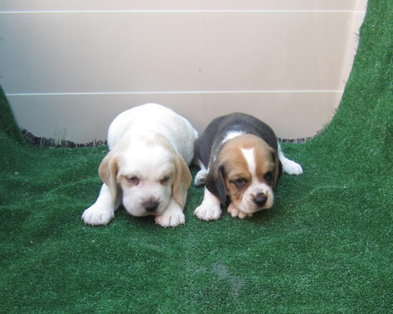 Beagles bicolores y tricolores con pedigri preciosos