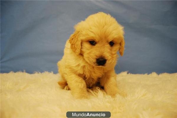 cachorros de golden Para entregarse ¡¡