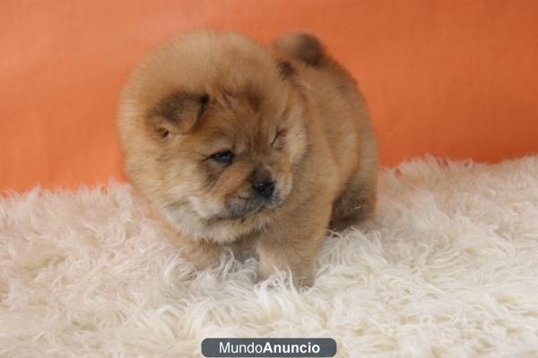 Chatos compactos chow chow listos para entregar con 2 meses