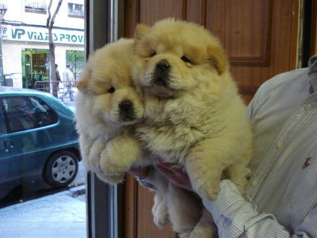 chowchow