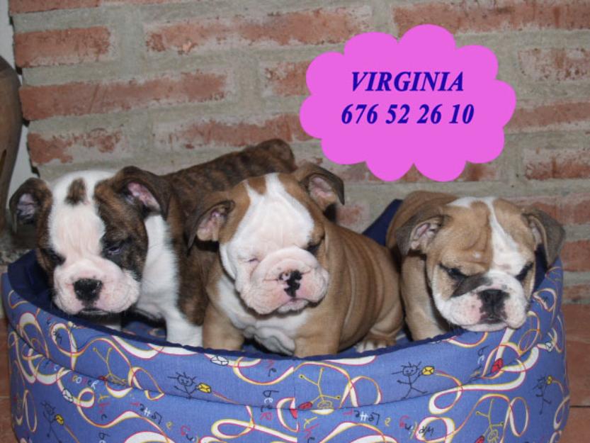 Impresionante camada de Bulldog ingles