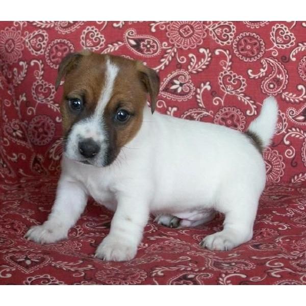 Impresionantes cachorros de Jack Russell.