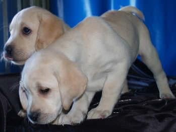 Labrador Retriever, pura raza y buen precio. Asturias