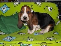 magnificos basset hound, buen precio