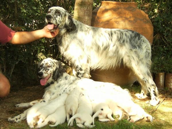 perros de caza setter ingles