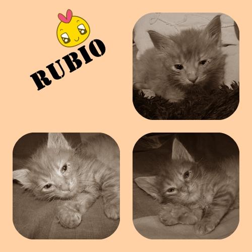 RUBIO. Gatito de 6 semanas de pelo largo busca una familia. Sevilla.