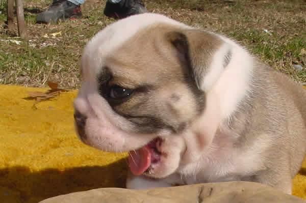 Se vende camada de Bulldog ingles 150euro